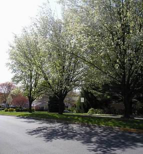 /i/ECA/trees1.jpg